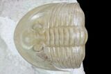 Ptychopyge Trilobite From Russia - Scarce Species #99247-3